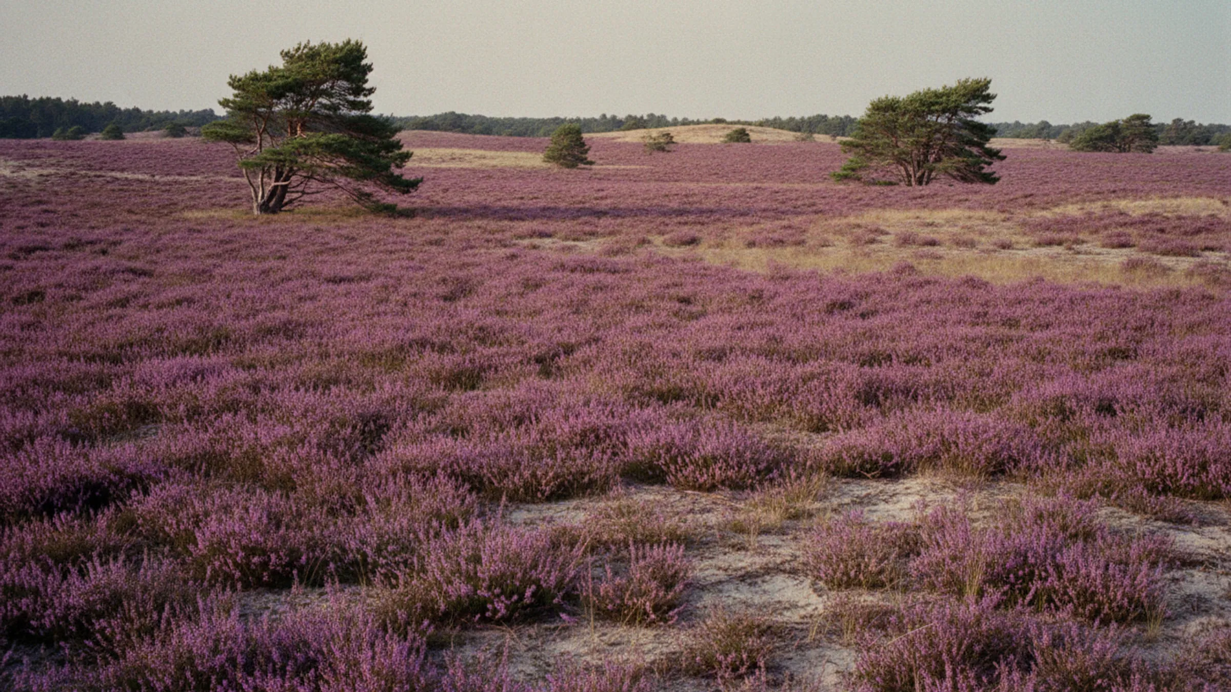 Hede i august med lyngen i fuldt violet flor og enkelte vindformede fyrretræer.