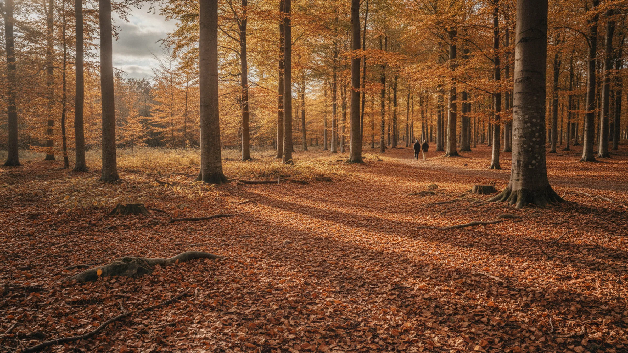 Bøgeskov i oktober i kobber og okker med blade i lag på skovbunden.