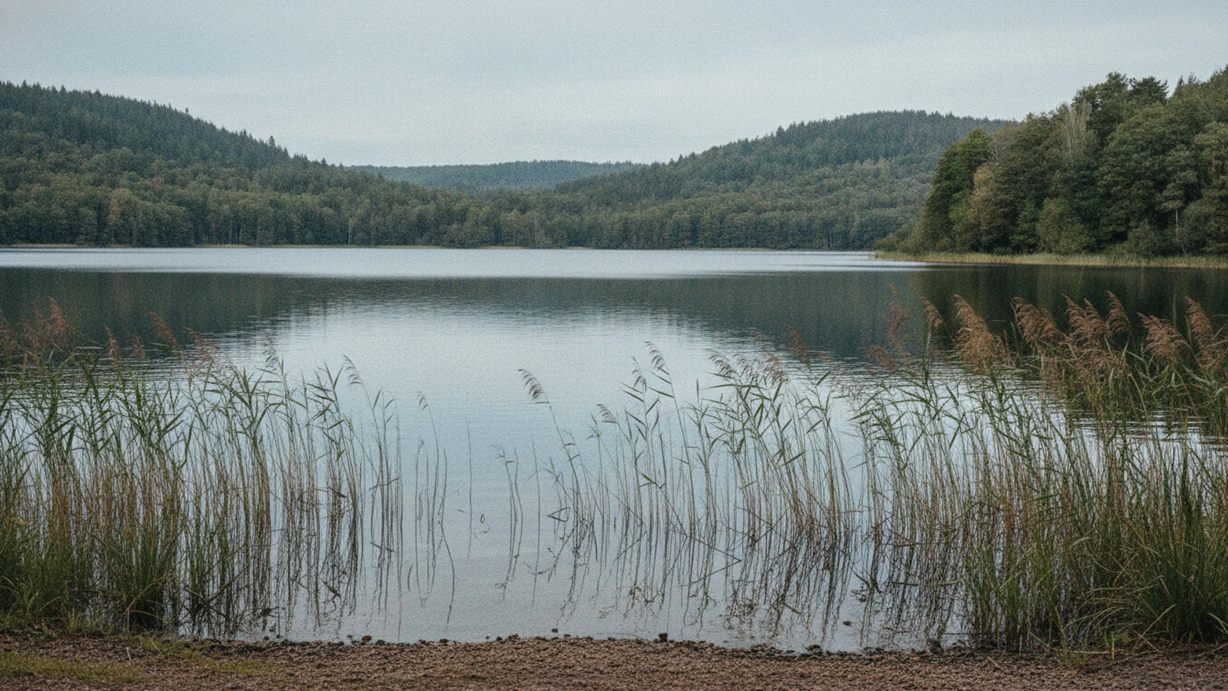 Stille sø med siv i forgrunden og skovklædte bakker på den anden side.